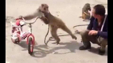 Hilarious Monkey Video Scenes