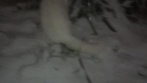 Cat walks in the snow