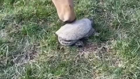 What kind of turtle is this?