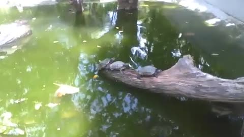 3 turtles relax on a tree trunk in the lake in the park [Nature & Animals]