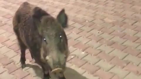 A pig roams the city square in front of everyone