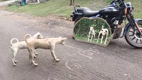 Hilarious mirror prank for dog 🐶