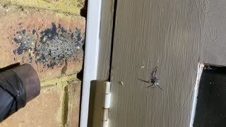 Daddy Long Legs Vs Black House Spider