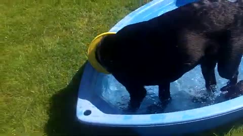 Dog love water