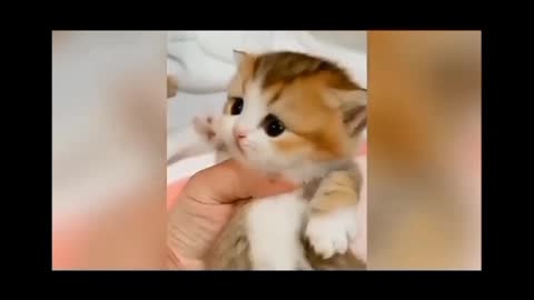 Cute kitten