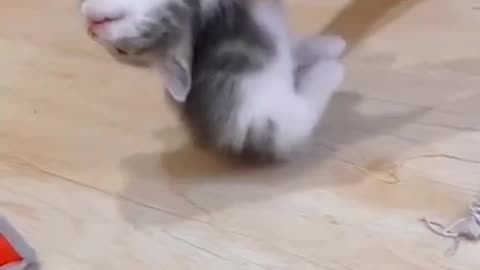 Cute cats video 😍