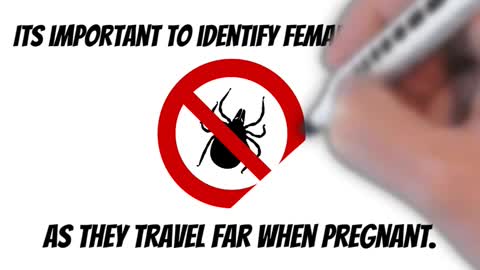 How to Identify Male vs Female Bed Bugs Summary 👀 #Shorts