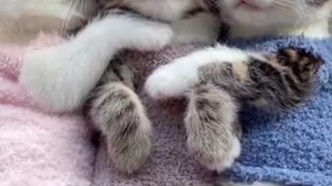 Three Kittens Cuteness Video / Cats Sleeping funny video