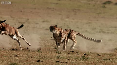 Cheetah Hunting