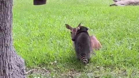 Raccoon and Deer's Heartwarming Bond