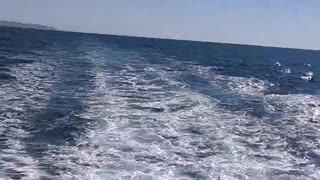 Ocean view on Pelican and Seagull on Dolphin Sportsfishing