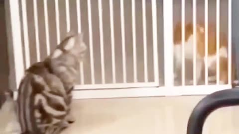 The Mischievous Cat Chronicles: Hilarious Feline Antics!