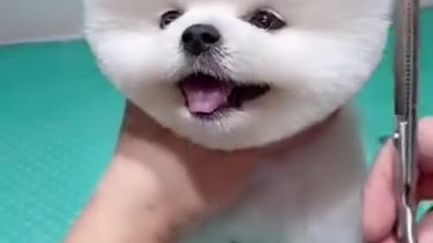 Cute Dogs |Funny Cute dogs| Cute Puppies Video|Pomeranian Puppies #shorts #dog