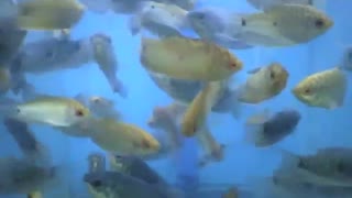 Many Trichogaster fish in the aquarium swimming around, are interesting! [Nature & Animals]