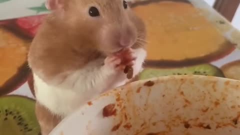 Hamster eat spaghetti 🍝