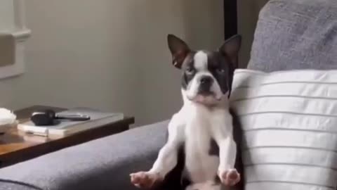 Funny dog video