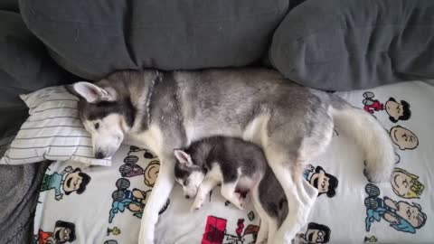 Husky Puppy and Dad's First Nap Ever!