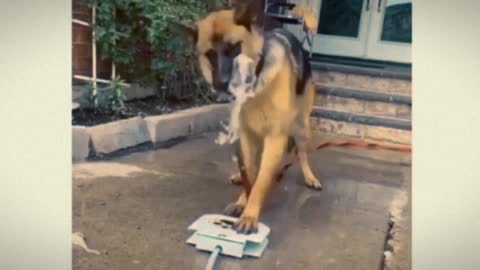 dog playing with a fountain🤗