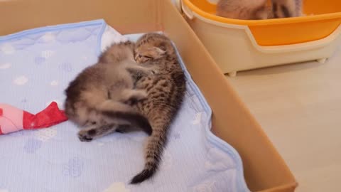 A kitten use the toilet as a bed, causing a huge traffic jam