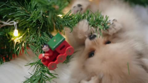 fluffy Pomeranian puppy playing with a Christmas tree branch