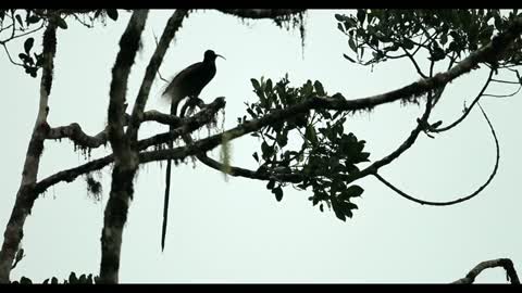 Tanah Papua: A Paradise for Birds