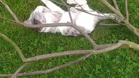 Filemon climbs a tree even when the tree is lying down ​