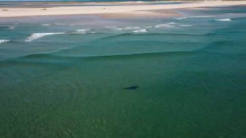 Why more White Sharks are pushing north into canadian waters | Shark Below Zero