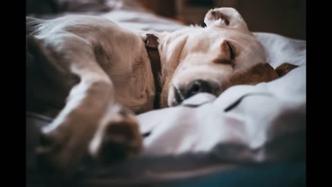 Music For Dogs ~ Soothing Music for Dogs to relax ~ Dog Music to Sleep