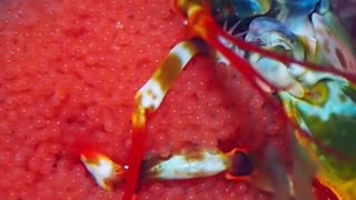 Mantis Shrimp Holding Eggs