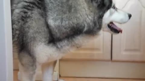 Husky STOMPS Paws ANGRILY When I Hide in Plain Sight!