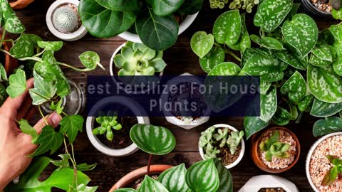 Impellobio- The Best Destination to Get The Best Fertilizer for House Plants