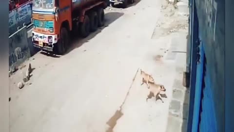 Dog vs tiger 🐅/Tiger attacked on truck driver and dogs save him 🙀OMG