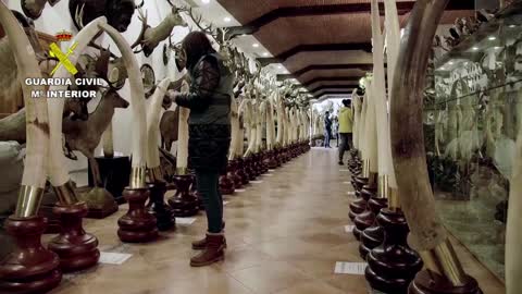 Spain seizes one of Europe's biggest taxidermy hauls