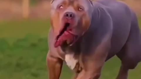 Bully dog //Pitbull dog //Dangerous animals.