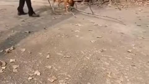 Amazing cute funny animal's video