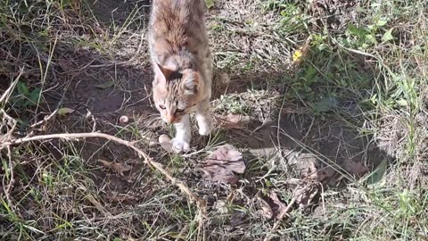 Very cute kitten. This kitten is so beautiful.