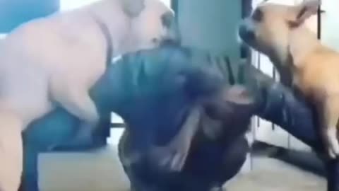 Dog doing funny things with human
