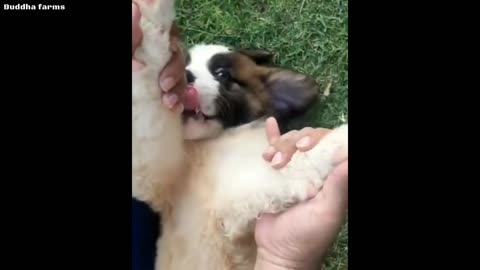 Free Free Adoption Saint Bernard puppies 🔥🔥