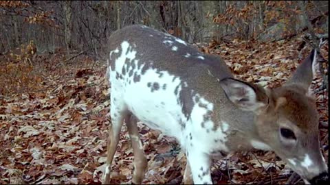 Trailcam catches incredibly rare piebald fawn video footage