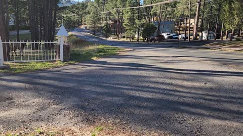 Elk Herd in Ruidoso New Mexico