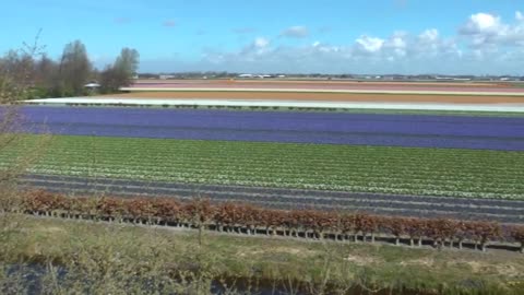 Keukenhof Gardens, Lisse, the Netherlands