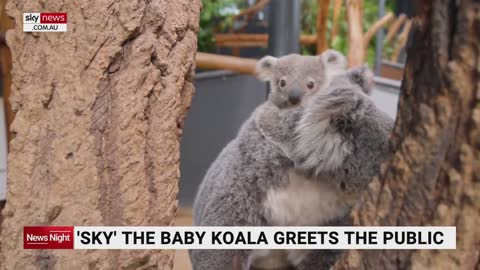 Taronga Zoo’s new baby Koala ‘Sky’