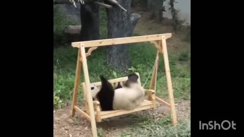 Cute Animals - Cute Baby Panda Videos Compilation - Soo Cute | part# 2