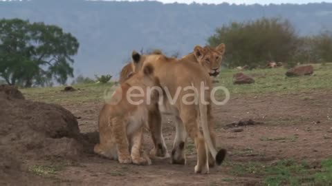 AFRICAN LIONS #2