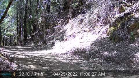 Deer Herd Back Trail