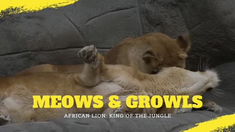 AFRICAN LION-THE KING OF THE JUNGLE!