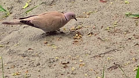 A collared dove by a river / beautiful bird in nature.