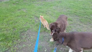 Gato con correa disfruta caminando con perros