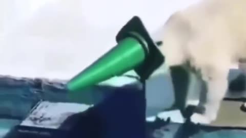 Polar Bear's Dive Gear: Hilarious Plunge with a Green Barrier!