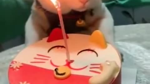 Cat Birtday